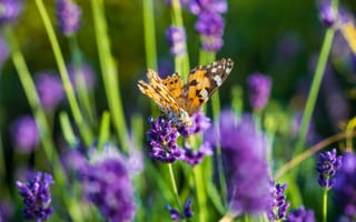 Картинка Butterfly, Lavender Field, flowers