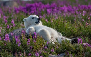 Картинка Polar Bear, fireweed field, Canada