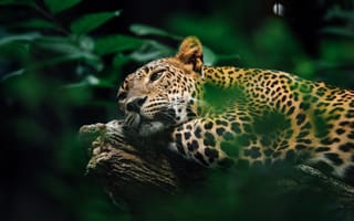Картинка big cats, Leopard, Southern America