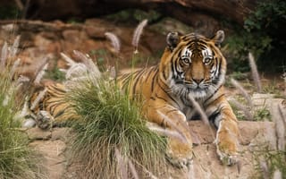Картинка Pretoria Zoo, South Africa, tiger, National Zoological Gardens