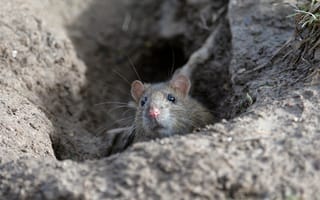 Картинка Brown Rat, animal, wildlife, England