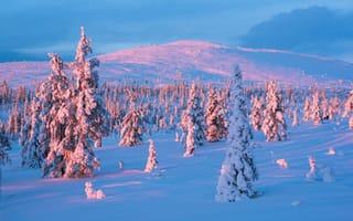 Картинка Snow, winter, Lapland, Yllastunturi National Park, sunset, Finland
