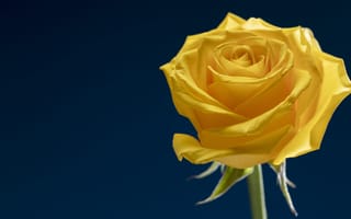 Картинка роза, желтая