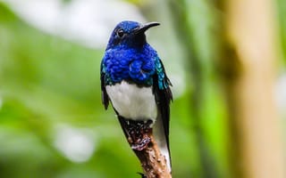 Картинка птица, колибри, эквадор