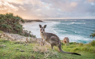 Картинка Flinders Chase National Park, Kangaroo Island, South Australia