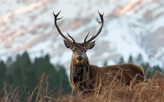 Картинка Red Deer, Cervus Elaphus, Scottish Highlands