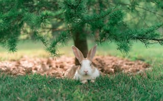 Картинка Animals, rabbit, Trees, Grass