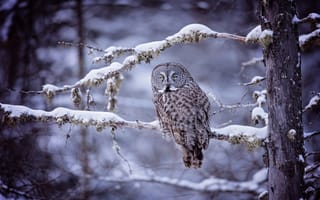 Картинка Snow, Owl, Forest