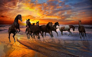 Картинка кони, табун, краски, пляж
