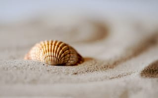 Картинка sea, sand, beach, shell