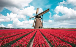 Картинка tulip field, Holland, windmill