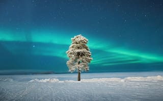 Картинка Lone Tree, Scandinavian Aurora, Finland, Lapland