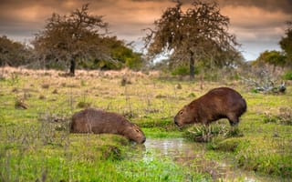 Картинка Capybaras, Ibera National Park, Argentina