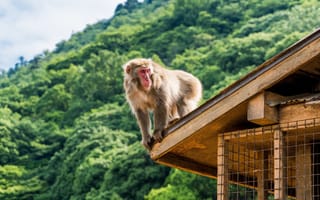 Картинка Japanese macaque, Iwatayama Monkey Park, Kyoto, Japan