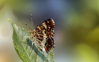 Картинка бабочка, листья