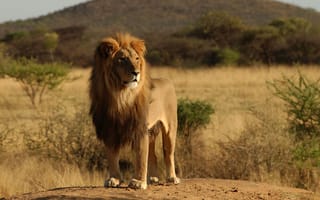 Картинка лев, природа, Восточная Африка, грива, дикая кошка, Масайский лев