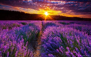 Картинка природа, лавандовое поле, лучи, фиолетовый, небо, тучи, солнце, красиво, цветы