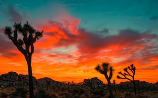 Картинка джошуа дерево закат, дерево Джошуа национальный парк, закат, Пустыни Калифорнии, дерево Джошуа