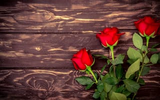 Картинка Розы Красный, цветок втроем