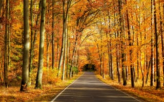 Картинка лес, дорога, осень