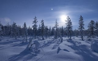 Картинка Cold Moon, Pyha-Luosto National Park, Lapland, Finland