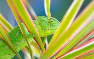 Картинка Chameleon, exotic and mesmerizing pets, terrarium