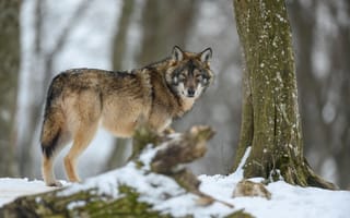 Картинка Gray Wolf, Winter Forest, nature