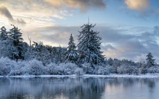 Картинка Winter Morning, Washington, Mud Bay, Puget Sound