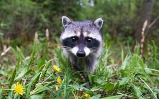 Картинка Wildlife, Cute Raccoon, Animals
