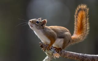 Картинка Brown Squirrel, Furry, Cute, Outdoors