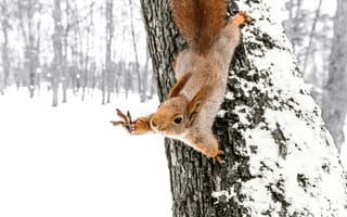 Картинка cute squirrel, winter forest, tree trunk