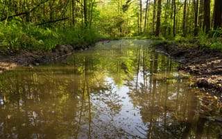 Картинка вода, отражение, деревья