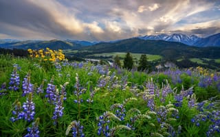 Картинка природа, краєвид, польові квіти, США, люпин, Erwin Buske, хмари, гори