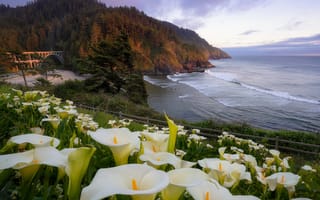 Картинка природа, краєвид, лілії, узбережжя, лілія, гори, квіти, Erwin Buske, США, Орегон