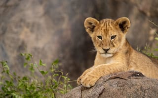 Картинка Tanzania, Safari Park, Wild Animals