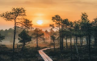 Картинка summer, Estonia, forest