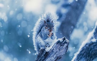 Картинка Squirrel, Snowing, Tree Branch