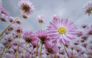 Картинка wildflower, pink paper daisies, Australia