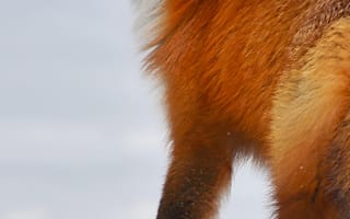 Картинка лисица, зима, природа, дикие животные, пейзаж, снег, животные