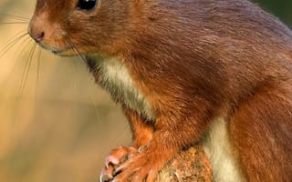 Картинка белка, природа, животные, лес, фотография, дикое, смешное