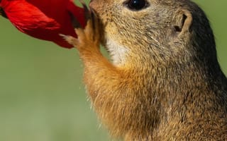 Картинка белка, цветок, природа, животные, лето, красный, трава