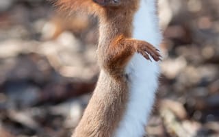 Картинка белка, природа, животные, лес, осень, фото, дикие животные