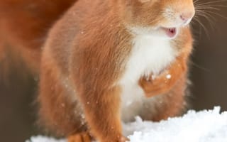 Картинка белка, зима, снег, природа, животные, лес, орехи