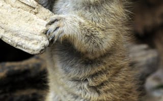 Картинка сурикат, животные, природа, милый, песок, забавный, дикие