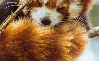 Картинка панда, животные, природа, лес, мягкий, спокойствие, красота