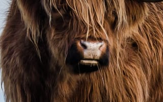 Картинка корова, природа, пейзаж, животные, трава, горизонт, скот