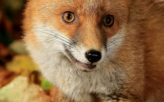 Картинка лисица, осень, природа, животные, листья, дикие животные, фото
