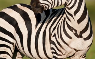 Картинка зебра, животные, природа, черно-белый, пейзаж, фотография, дикое