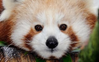 Картинка панда, животное, лес, мягкий, милый, природа, глаз