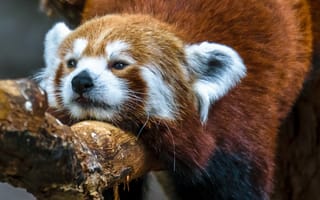 Картинка панда, животное, лес, отдых, медведь, природа, зверь